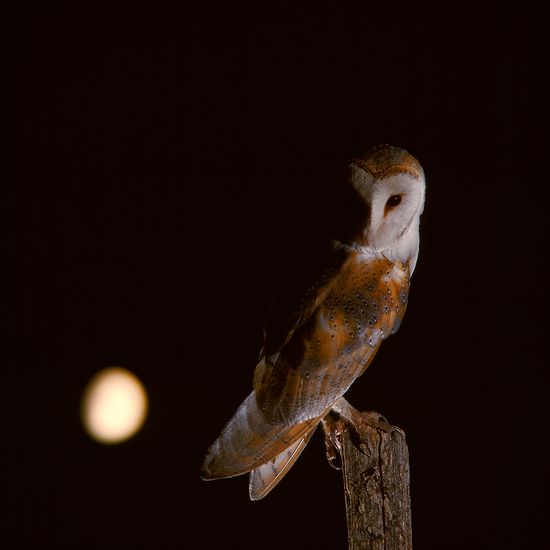 Ektas photos André Fatras